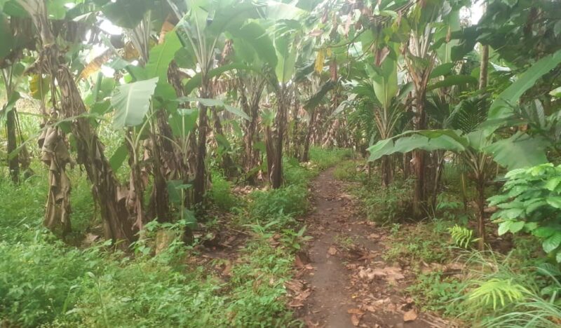 Lahan 4600 meter persegi yang dihibahkan Ketua Granat Tanggamus Agus Ciek di Pekon Gunung Meraksa, Pulau Panggung, Tanggamus | Asrul Ariski/Media Prioritastv.com.