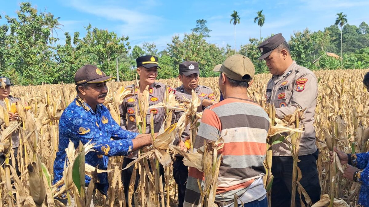 Kapolsek Pulau Panggung AKP Jumbadio saat panen jagung di Pekon Way Ilahan Kecamatan Pulau Panggung Kabupaten Tanggamus, Kamis 17 April 2025 | Asrul Ariski/Media Prioritastv.com.