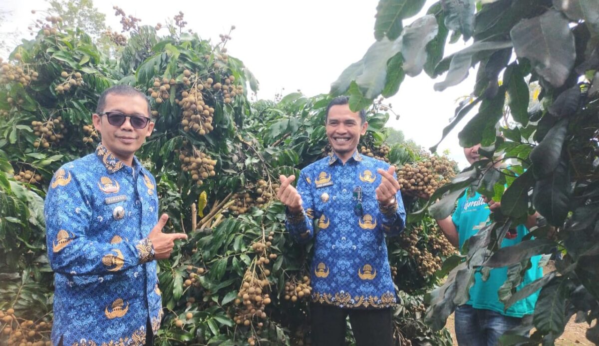 Wakil Bupati Tanggamus, Agus Suranto saat mengunjungi agro wisata pertanian kelengkeng di Pekon Simpang Kanan, Sumberejo, Tanggamus, Kamis 17 April 2025 |