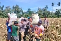 Kapolsek Pulau Panggung AKP Jumbadio saat memimpin panen jagung di Pekon Way Ilahan, Selasa 22 April 2025 | Dok. Humas Polres Tanggamus.