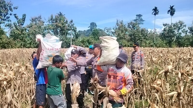 Kapolsek Pulau Panggung AKP Jumbadio saat memimpin panen jagung di Pekon Way Ilahan, Selasa 22 April 2025 | Dok. Humas Polres Tanggamus.