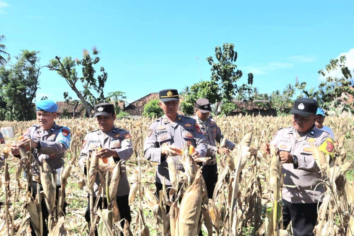 Polres Tanggamus saat panen jagung di Pekon Pulau Panggung, Jumat 25 April 2025 |