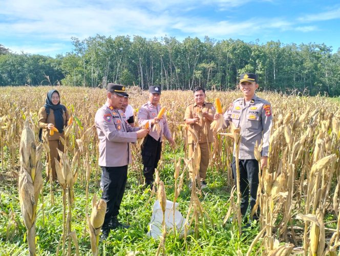 
 Dukung Program Ketahanan Pangan, Kasat Binmas Polres Tulang Bawang Hadiri Panen Raya Tanaman Jagung