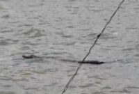 Kemunculam Buaya di bekas Pantai Sapenan, Desa Merak Belantung, Kecamatan Kalianda, Lampung Selatan, Rabu Saat Libur Lebaran | Istimewa/Prioritastv.com.