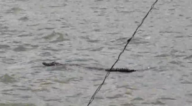 Kemunculam Buaya di bekas Pantai Sapenan, Desa Merak Belantung, Kecamatan Kalianda, Lampung Selatan, Rabu Saat Libur Lebaran | Istimewa/Prioritastv.com.