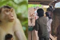 Kolase foto beruk TNBBS dan saat petugas bersama pengurus akan mengambil beruk yang akan di lepasliarkan, Kamis 17 April 2025 | Dok. Istimewa.