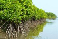Ilustrasi Mangrove yang telah besar |