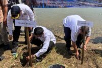 Wabup Tanggamus Agus Suranto saat melakukan penanaman magrove didampingi Asisten II Hendra Wijaya Mega di Pantai Tanjungan, Pematang Sawa, Rabu 7 Mei 2025 | Edi Hidayat/Media Prioritastv.com.