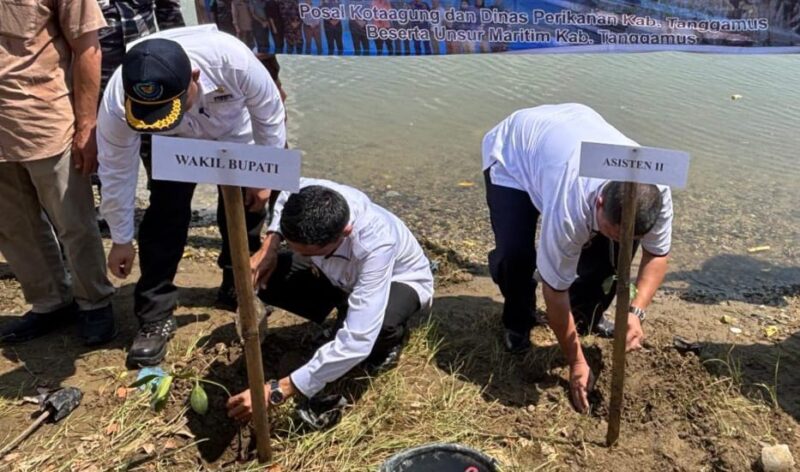 Wabup Tanggamus Agus Suranto saat melakukan penanaman magrove didampingi Asisten II Hendra Wijaya Mega di Pantai Tanjungan, Pematang Sawa, Rabu 7 Mei 2025 | Edi Hidayat/Media Prioritastv.com.
