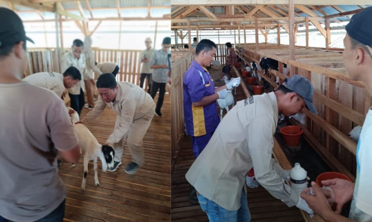 Kolase foto saat tim Dinas Perkebunan dan Peternakan Tanggamus saat melakukan vaksinasi di Kandang Kambing Bintang Sembilan BNS, Rabu 7 Mei 2025 | Edi Hidayat/Media Prioritastv.com.