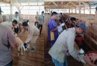 Kolase foto saat tim Dinas Perkebunan dan Peternakan Tanggamus saat melakukan vaksinasi di Kandang Kambing Bintang Sembilan BNS, Rabu 7 Mei 2025 | Edi Hidayat/Media Prioritastv.com.