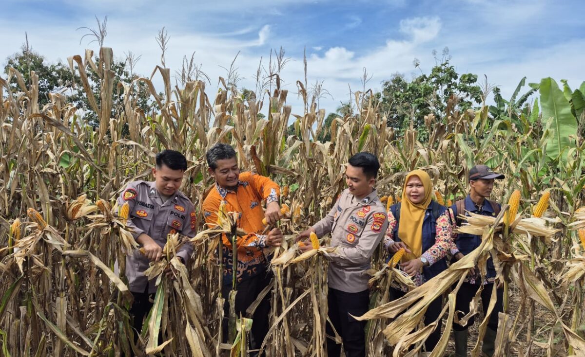 Anggota Polres Tanggamus dan Dinas Pertanian saat panen jagung di lahan Suparman di Pekon Singosari, Talang Padang, Sabtu 17 Mei 2025 | Dok. Humas Polres Tanggamus.