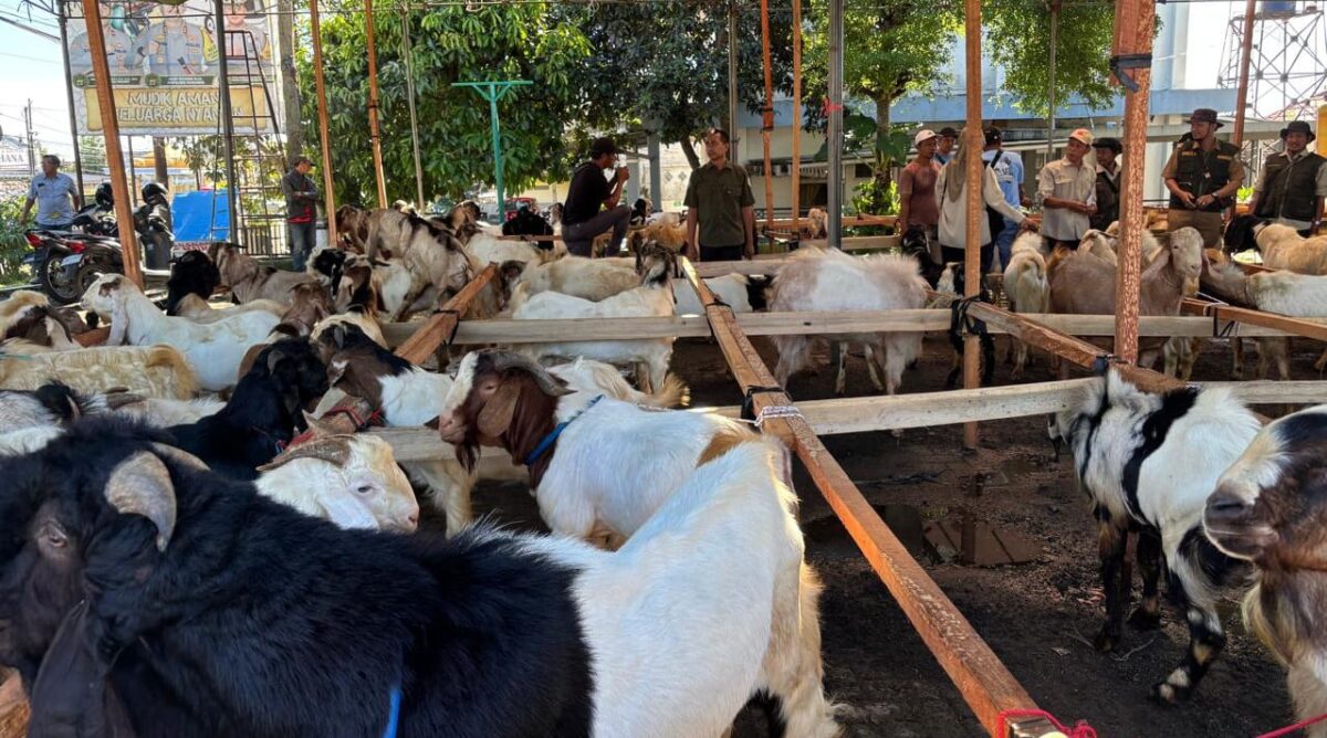 Bazar Kambing Qurban di Rest Area Gisting, Tanggamus, Selasa 20 Mei 2025 | Herdi/Media Prioritastv.com.