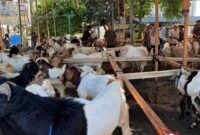 Bazar Kambing Qurban di Rest Area Gisting, Tanggamus, Selasa 20 Mei 2025 | Herdi/Media Prioritastv.com.