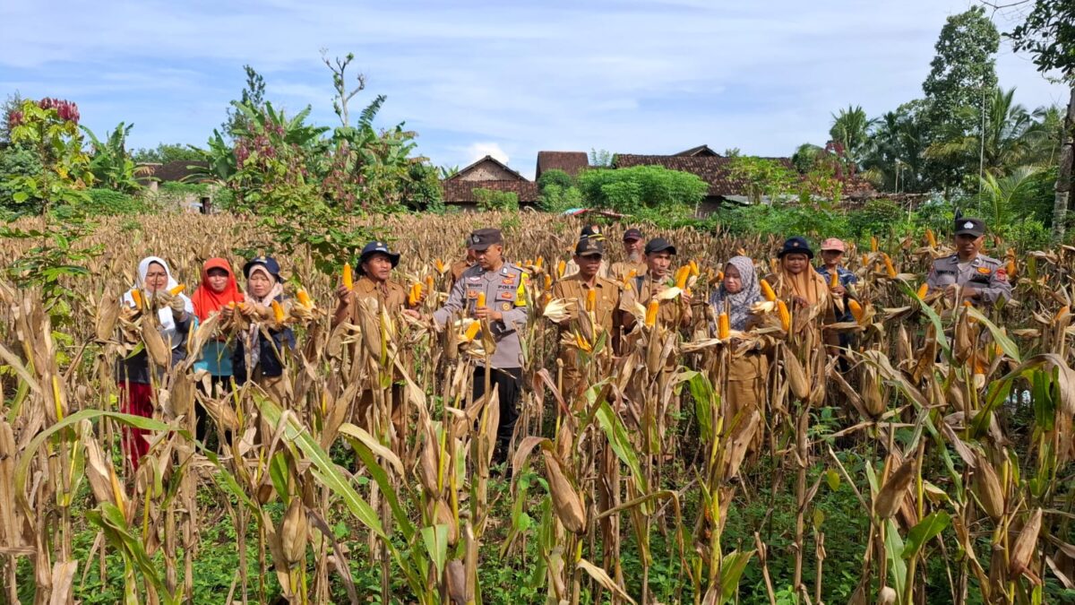 Anggota Polres Tanggamus saat panen jagung bersama warga dan UPT Pertanian, Kamis 22 Mei 2025.