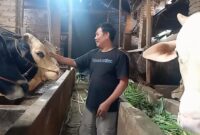 Pingik, salah satu pedagang sapi di Kecamatan Banyumas, Kabupaten Pringsewu, tengah memeriksa kondisi sapi kurban miliknya yang siap dijual menjelang Hari Raya Idul Adha 2025. (Davit/Prioritastv.com)