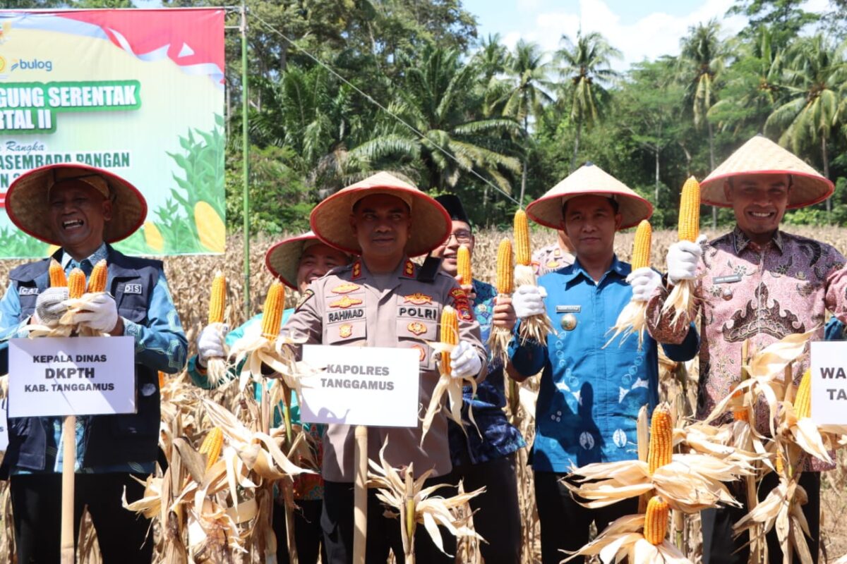 Wabup Tanggamus bersama pejabat lain saat melaksanakan panen jagung di Semaka, Tanggamus, Kamis 5 Juni 2025 | Herdi/Media Prioritastv.com.