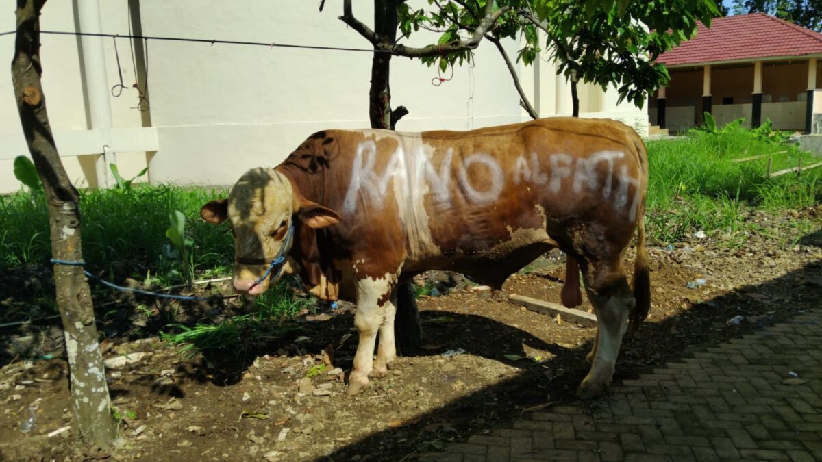 Sapi limosin dengan bobot mencapai 1 ton di pelataran Masjid Nurul Faidzin, Islamic Center Kota Agung dari Hi. Mohammad Rano Alfhat, Wakil Ketua Komisi III DPR RI yang juga merupakan putra Bupati Tanggamus, Moh. Saleh Asnawi, Kamis 5 Juni 2025 | Herdi/Media Prioritastv.com.
