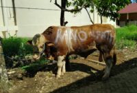 Sapi limosin dengan bobot mencapai 1 ton di pelataran Masjid Nurul Faidzin, Islamic Center Kota Agung dari Hi. Mohammad Rano Alfhat, Wakil Ketua Komisi III DPR RI yang juga merupakan putra Bupati Tanggamus, Moh. Saleh Asnawi, Kamis 5 Juni 2025 | Herdi/Media Prioritastv.com.