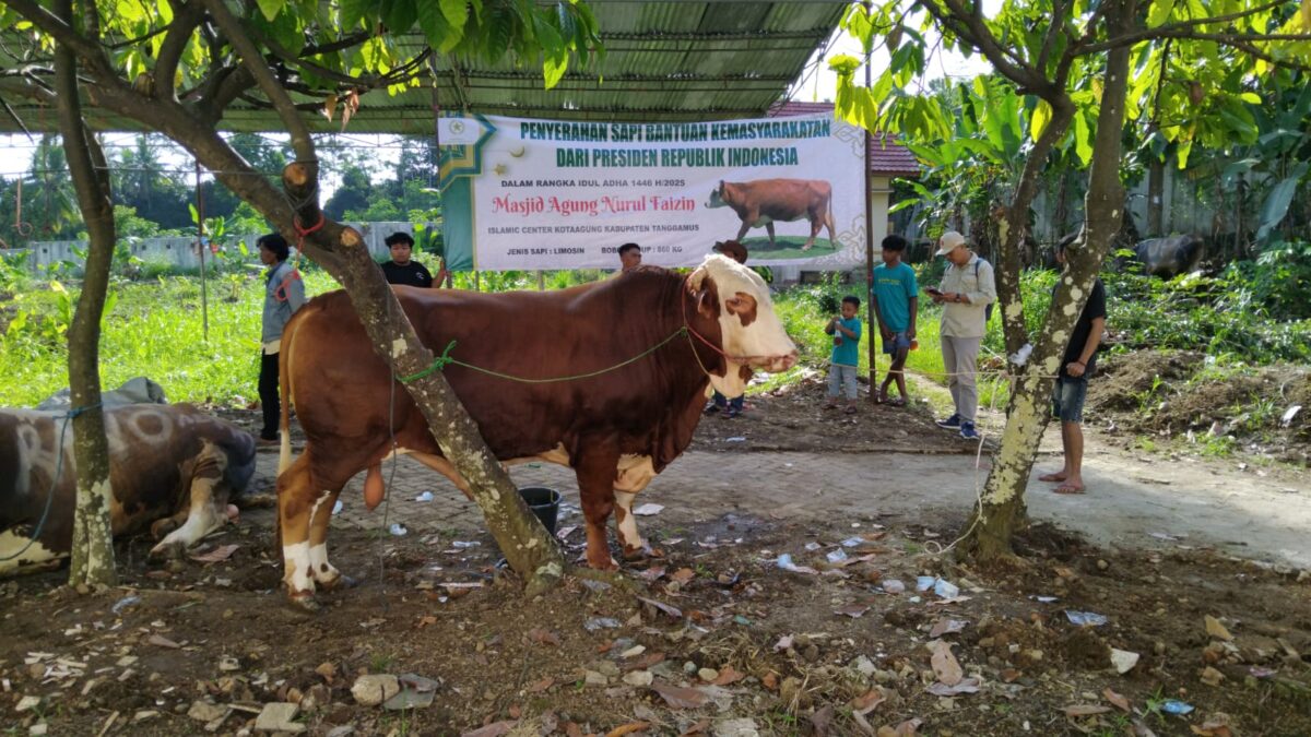 Sapi Kurban Presiden RI saat tiba di Islamic Center Kota Agung, Kamis 5 Juni 2025 | Herdi/Media Prioritastv.com.