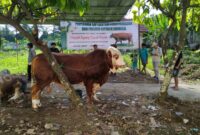 Sapi Kurban Presiden RI saat tiba di Islamic Center Kota Agung, Kamis 5 Juni 2025 | Herdi/Media Prioritastv.com.