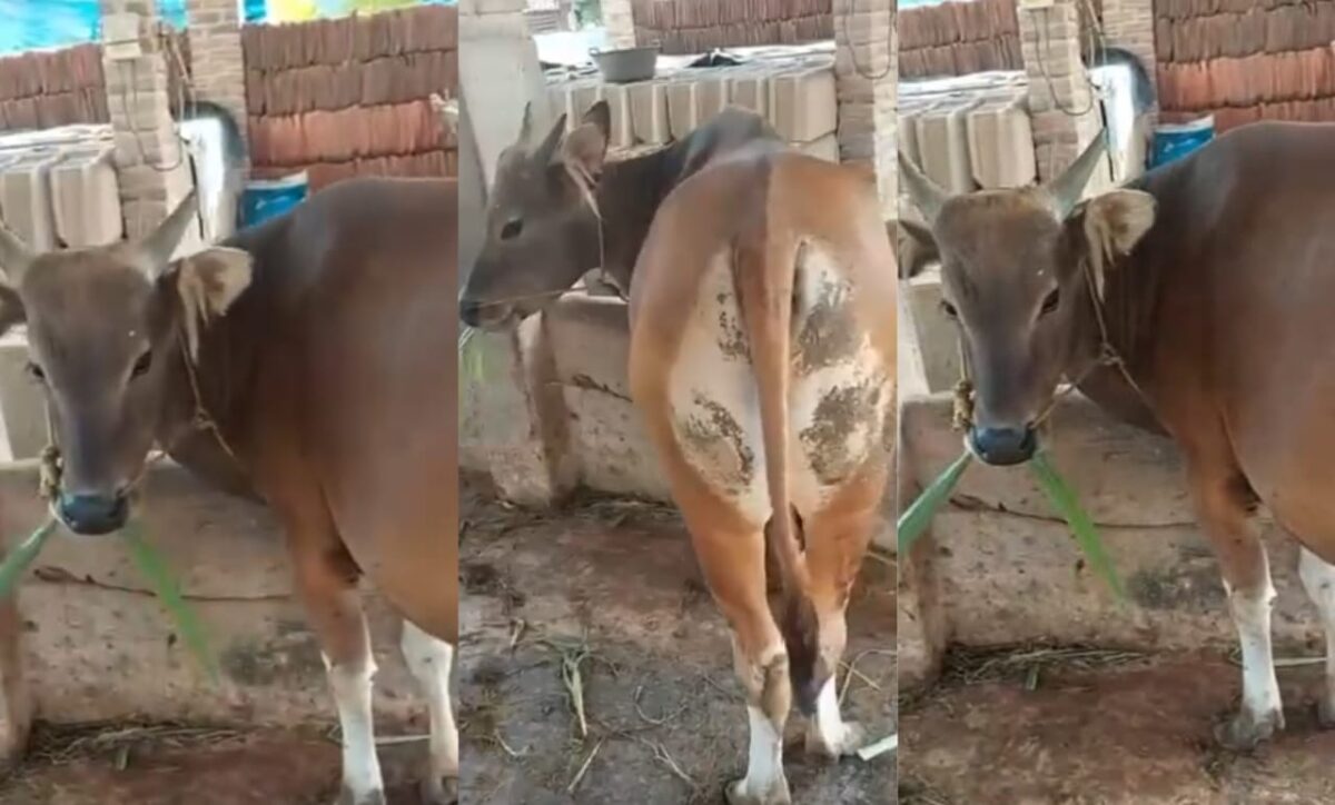 Sapi Kurban SMAN 2 Kota Agung Tanggamus yang dilaporkan hilang sejak kemarin, Jumat 6 Juni 2025 | Ist.