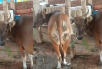 Sapi Kurban SMAN 2 Kota Agung Tanggamus yang dilaporkan hilang sejak kemarin, Jumat 6 Juni 2025 | Ist.