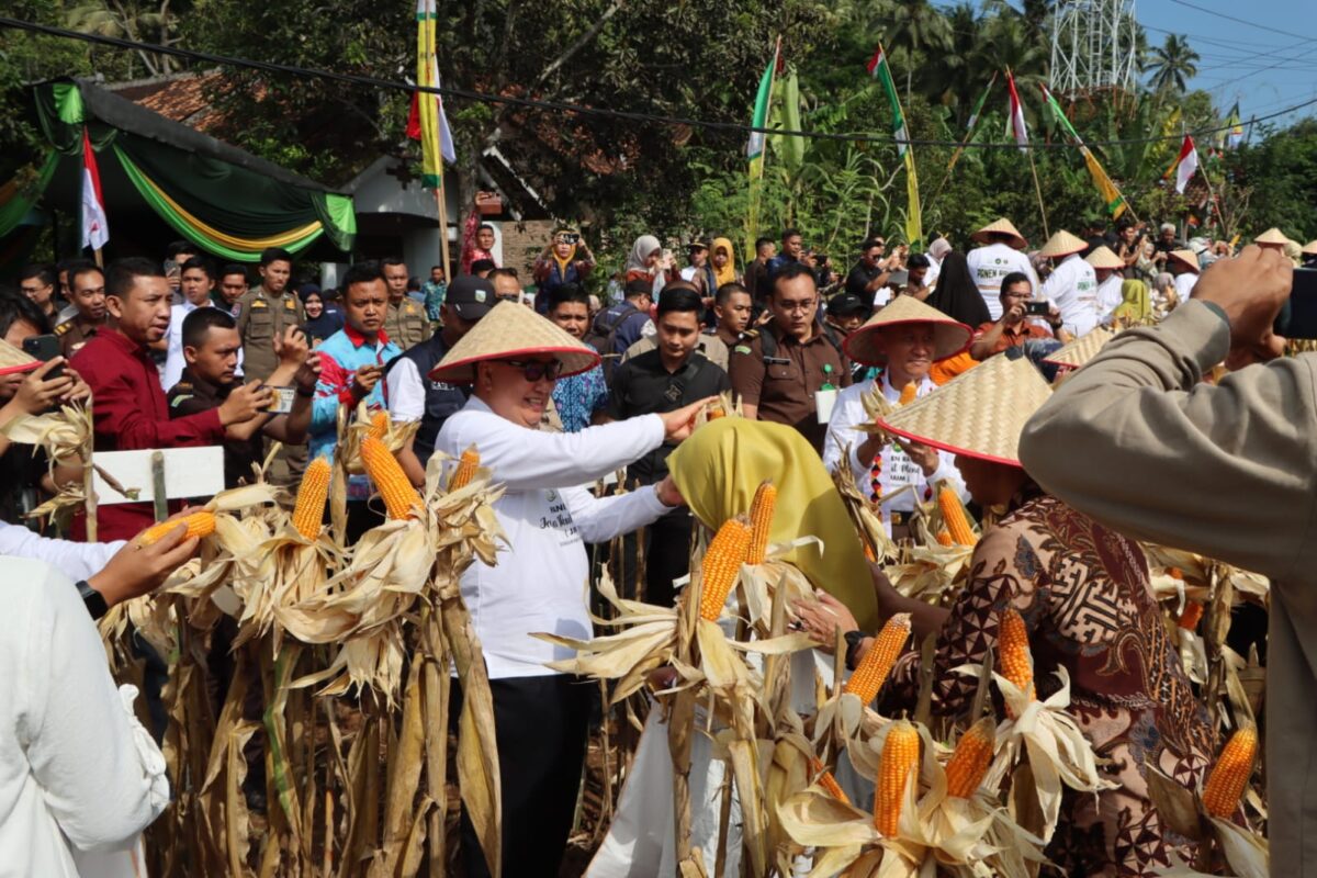 Pelaksanaan panen raya jagung dalam program JAIM Kejari Tanggamus, Kamis 26 Juni 2025 | Asrul Ariski/Media Prioritastv.com.