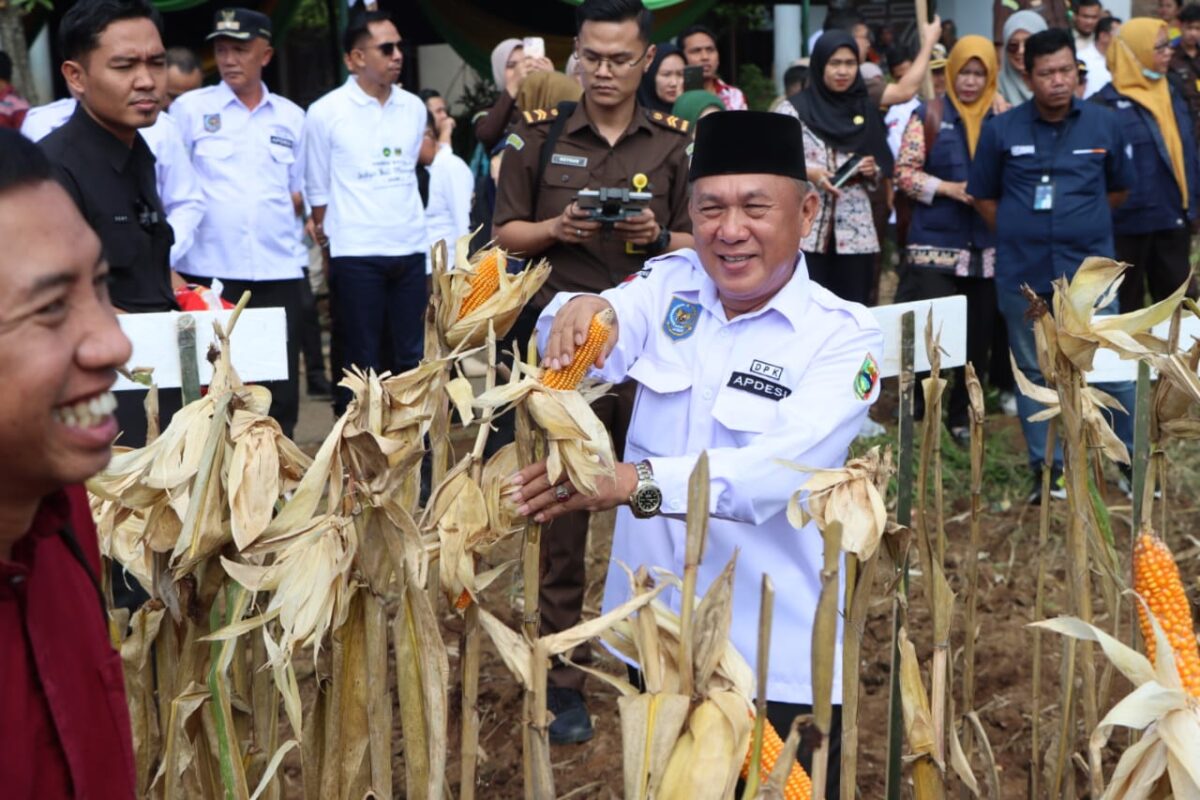 Ketua DPK Apdesi Limau, Ansorudin saat panen jagung JAIM Kejari Tanggamus usai penandatangan MoU Aplikasi Jaga Desa di Gisting Bawah, Kamis 26 Juni 2025 | Herdi/Media Prioritastv.com.
