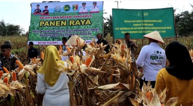 
 Pelaksanaan panen raya jagung dalam program JAIM Kejari Tanggamus, Kamis 26 Juni 2025 | Asrul Ariski/Media Prioritastv.com.