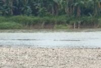 Buaya besar saat menggigit tubuh korban sebelum di selamatkan di Sungai Sripurnomo, Semaka, Tanggamus, Senin 30 Juni 2025 | Ist.