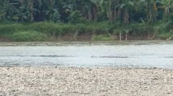 
 Buaya besar saat menggigit tubuh korban sebelum di selamatkan di Sungai Sripurnomo, Semaka, Tanggamus, Senin 30 Juni 2025 | Ist.
