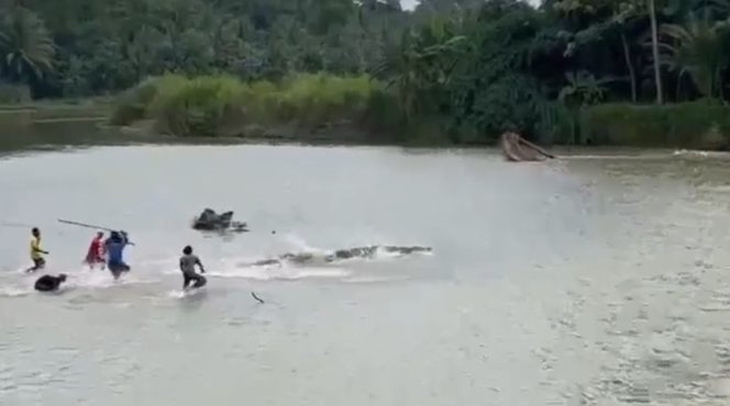 
 Sejumlah warga saat menyerbu buaya yang memangsa warga semaka Tanggamus, Senin 30 Juni 2025 | Dok. Ist.