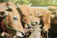 Ilustrasi Hewan Qurban Tanggamus.