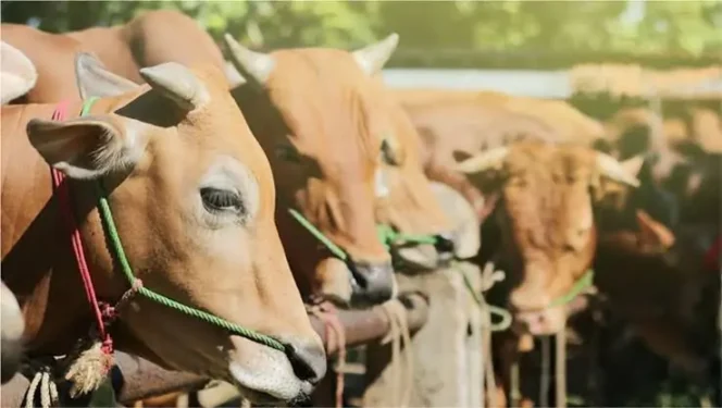 Ilustrasi Hewan Qurban Tanggamus.