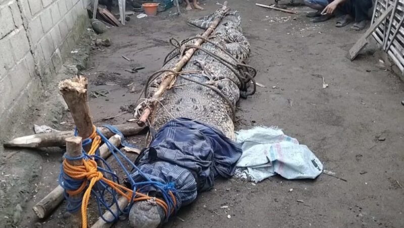 Buaya yang berhasil ditangkap usai masuk jerat yang dipasang BKSDA bersama warga di Pekon Srikuncoro, Semaka, Tanggamus, Kamis 3 Juli 2025, malam | Herdi/Media Prioritastv.com.