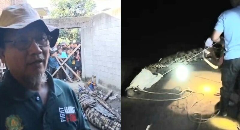 Kolase foto saat Yulizar tim BKSDA memberikan keterangan, Jumat 4 Juli 2025 dan saat warga menarik buaya usai tertangkap jerat, Kamis 3 Juli 2025 | Herdi/Media Prioritastv.com.