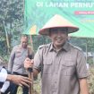 Wakil Ketua I DPRD Tanggamus, M. Rangga Putra Hakim saat menanam jagung dalam program tanam jagung kuartal III di Gisting Atas, Gisting, Rabu 9 Juli 2025 | Herdi/Media Prioritastv.com.