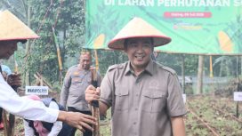 Wakil Ketua I DPRD Tanggamus, M. Rangga Putra Hakim saat menanam jagung dalam program tanam jagung kuartal III di Gisting Atas, Gisting, Rabu 9 Juli 2025 | Herdi/Media Prioritastv.com.
