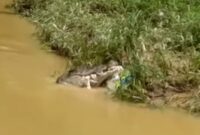 Kemunculan buaya di Sungai Semaka diduga memakan bangkai di dalam karung yang dibuang oleh warga, Kamis 10 Juli 2025 | Ist.