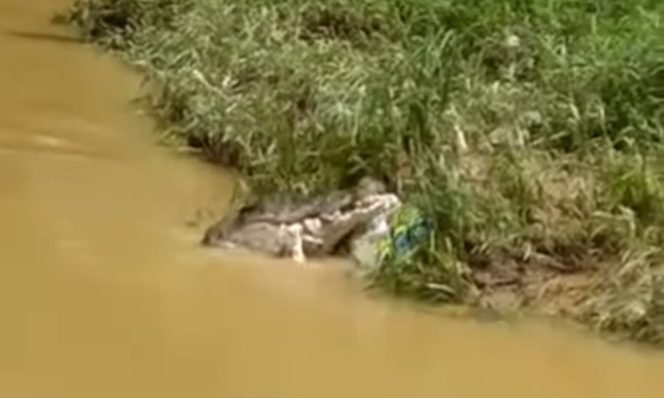 
 Kemunculan buaya di Sungai Semaka diduga memakan bangkai di dalam karung yang dibuang oleh warga, Kamis 10 Juli 2025 | Ist.