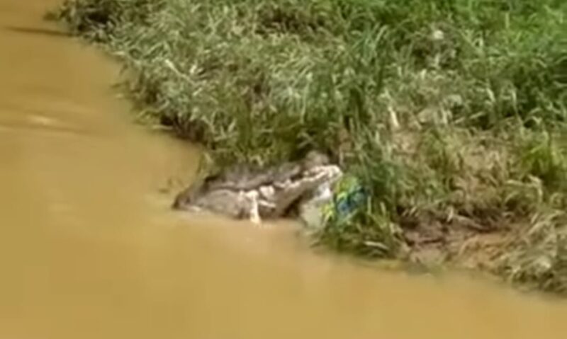 Kemunculan buaya di Sungai Semaka diduga memakan bangkai di dalam karung yang dibuang oleh warga, Kamis 10 Juli 2025 | Ist.
