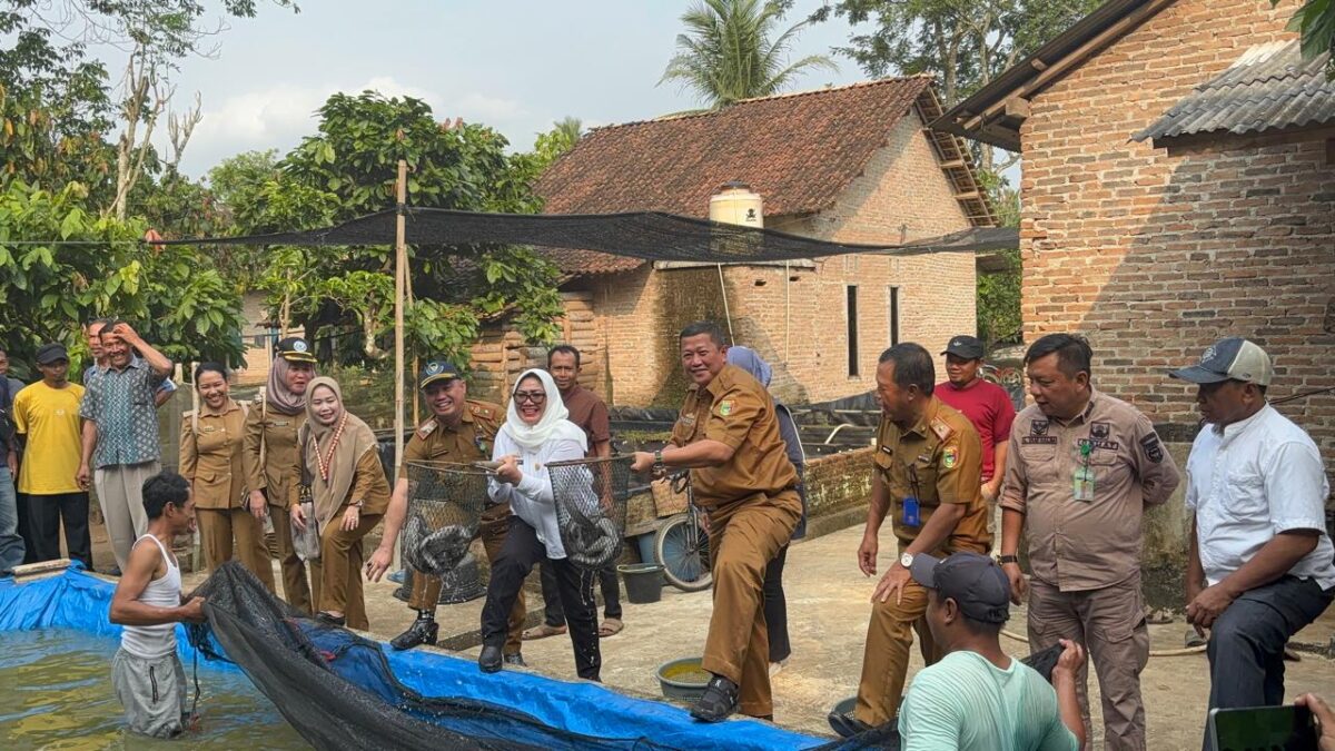 Asisten Perekonomian dan Pembangunan Hendra Wijaya Mega saat panen ikan di Kelompok Pembudidaya Ikan (Pokdakan) Barokah Pekon Way Jaha, Kecamatan Pugung,  Selasa 22 Juli 2025 | Asrul Ariski/Media Prioritastv.com.