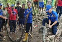 Kolase foto saat petugas Damkarmat Tanggamus menjinakan ular piton di Pekon Bangunrejo, Semaka, Tanggamus, Kamis 24 Juli 2025 | Dok. Damkarmat Tanggamus.