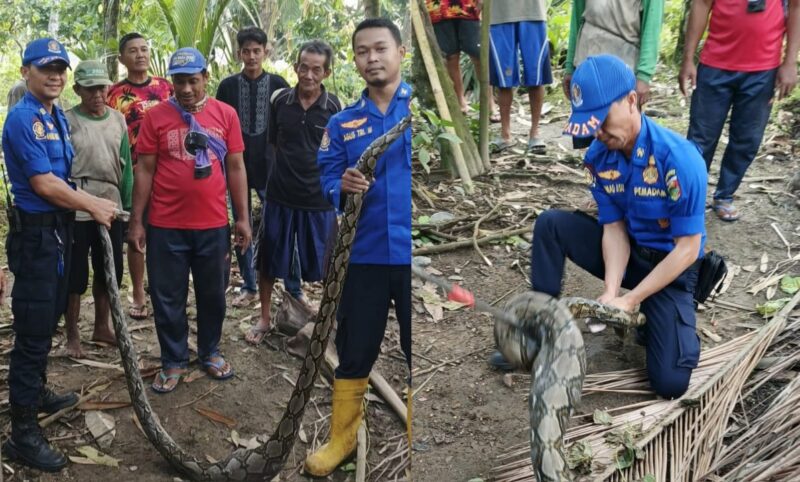 Kolase foto saat petugas Damkarmat Tanggamus menjinakan ular piton di Pekon Bangunrejo, Semaka, Tanggamus, Kamis 24 Juli 2025 | Dok. Damkarmat Tanggamus.