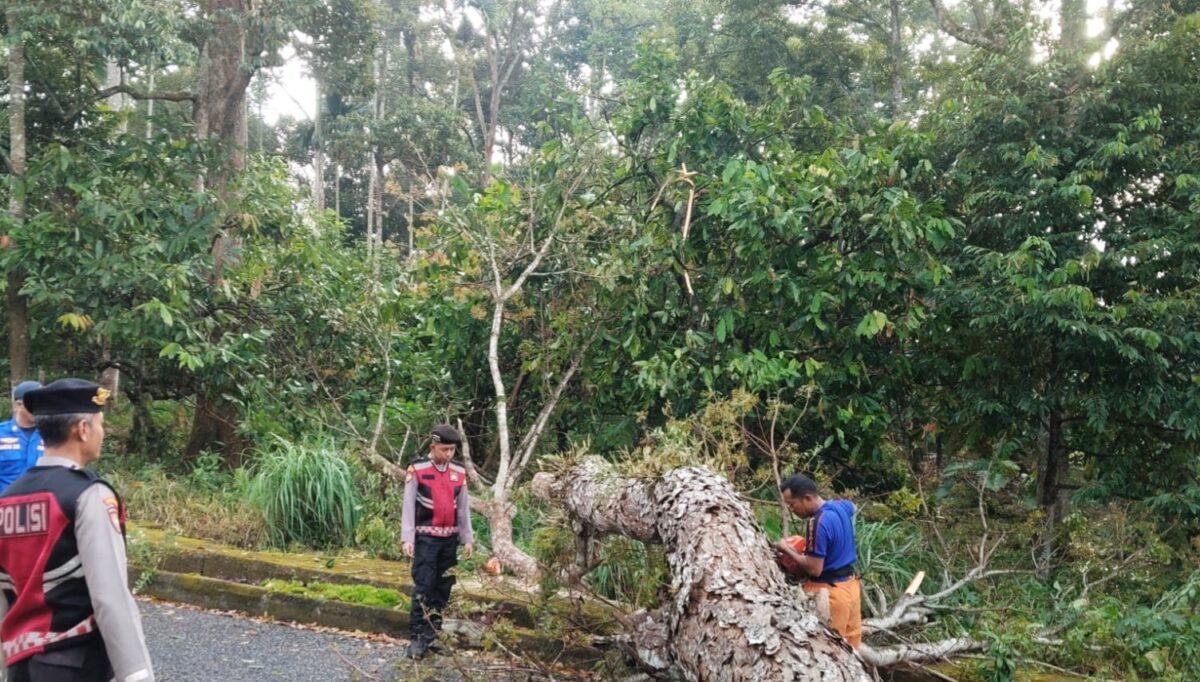 Petugas saat melakukan pemotongan batang pohon yang tumbang di Jalur Pemkab Tanggamus, Senin 18 Agustus 2025 | Dok. Humas Polres Tanggamus.