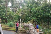Petugas saat melakukan pemotongan batang pohon yang tumbang di Jalur Pemkab Tanggamus, Senin 18 Agustus 2025 | Dok. Humas Polres Tanggamus.