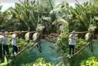 Kolase foto video viral pelajar SMP di Pematang Sawa, Tanggamus, Lampung melewati jembatan gantung yang rusak untuk berangkat ke sekolah | Dok. Tangkapan Layar Video.
