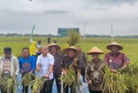 Program Petani Mitra Adhyaksa Jadi Terobosan Baru Dalam Mewujudkan Swasembada Pangan Nasional