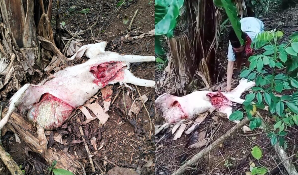 Kolase foto kondisi kambing dengan usus terburai diduga akibat serangan hewan buas di Dusun Induk, Pekon Ngarip, Ulu Belu, Tanggamus, Kamis 18 September 2025 | Dok. Tangkapan Layar Video.